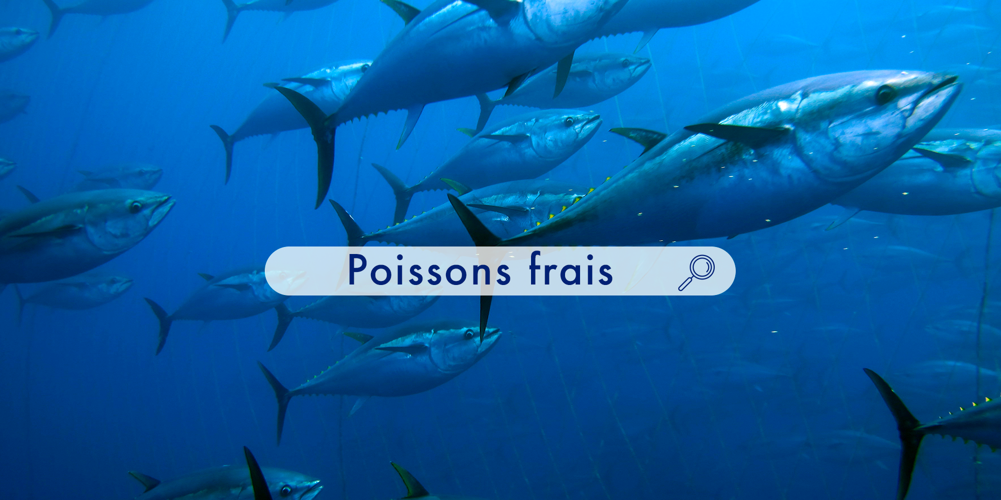 poissons whatfish